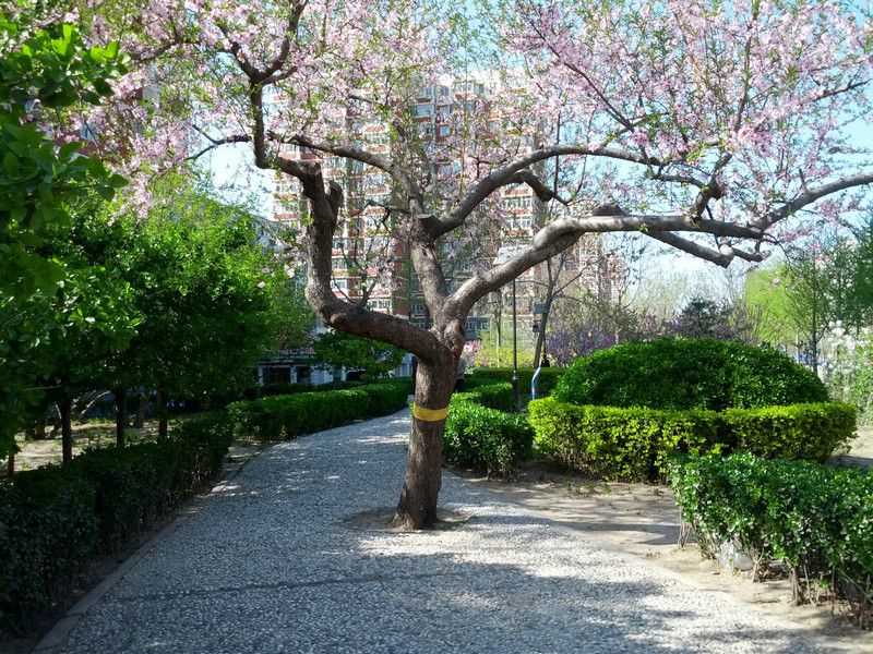 红莲中里 - Beijing property leasing for expats