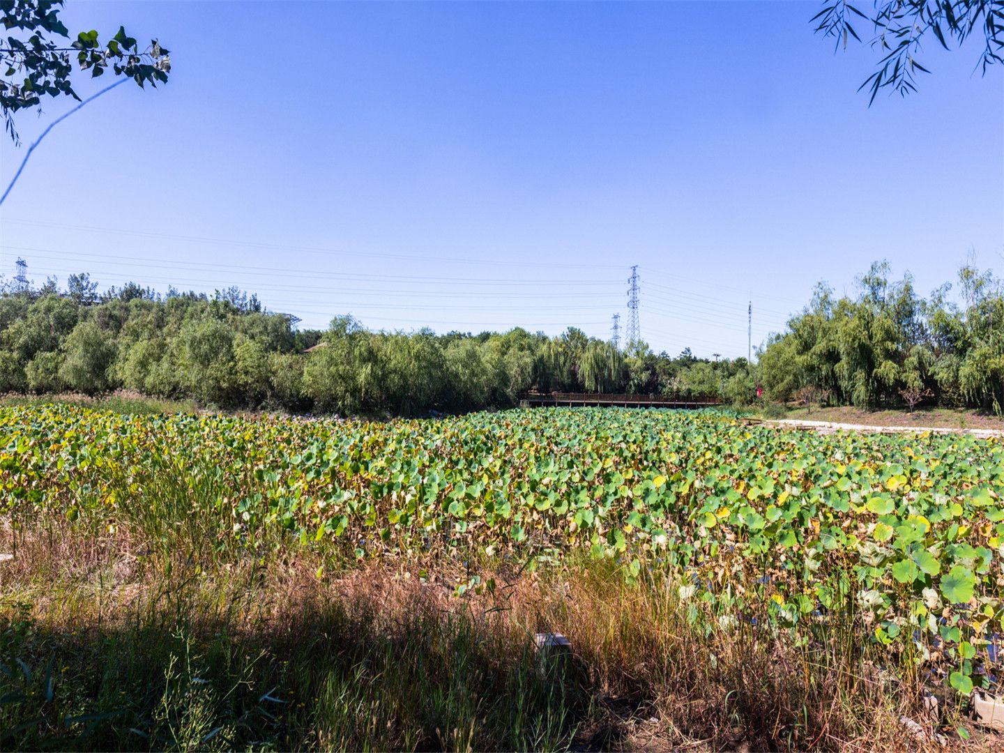 Swan Castle - beijing expat housing photo 9