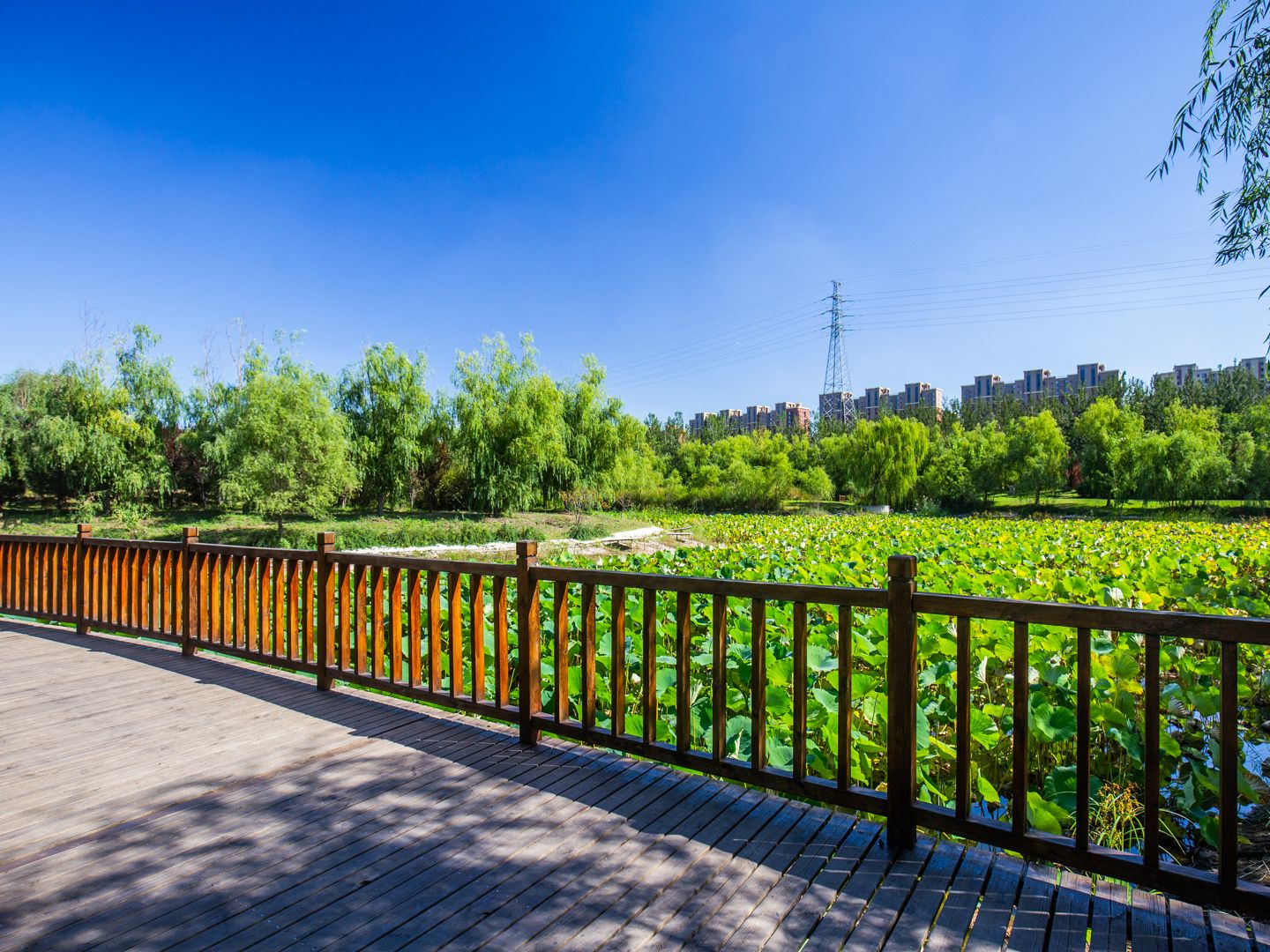 Swan Castle - beijing expat housing photo 19